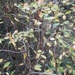 Rhododendron periclymenoides ᱛᱟᱦᱮᱸ