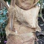 Cocos nucifera 树皮