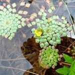 Ludwigia sedoides Лист