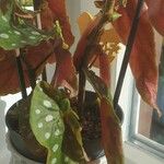 Begonia coccinea ഇല
