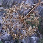 Thapsia garganica Frucht