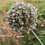 Allium porrum 花