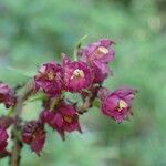 Epipactis atrorubens Квітка