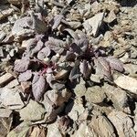 Crepis pygmaea Φύλλο
