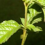 Stachytarpheta frantzii Leaf