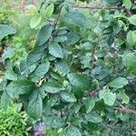 Prunus spinosa ഇല