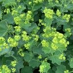 Alchemilla mollisFlower