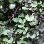 Hymenophyllum sibthorpioides Other