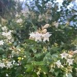 Abelia x grandiflora Flor