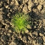 Isolepis cernua Foglia