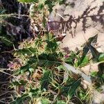 Ptilostemon hispanicus Leaf