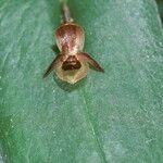 Pleurothallis cordata Flower