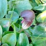 Arisarum vulgareЦвят