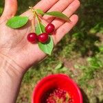 Aronia arbutifoliaFruit