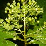 Ardisia opegrapha Fruit