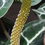 Anthurium crystallinum Flor