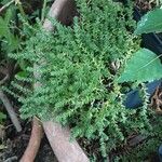 Sedum sexangulare পাতা