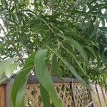 Acacia auriculiformis Blad