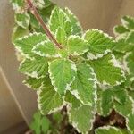 Plectranthus madagascariensis 葉