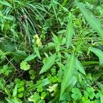 Persicaria mitis ഇല