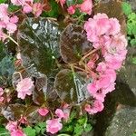 Begonia cucullata cv. 'Doublet Rose Pink' Blatt