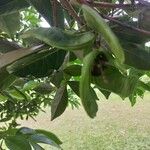 Inga marginata Fruit