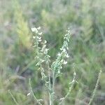 Melilotus albus Flower