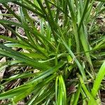 Cyperus surinamensis Leaf