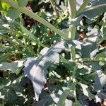 Brassica napus Φύλλο