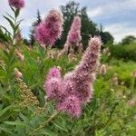 Spiraea salicifolia花