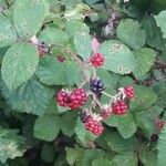 Rubus gratus Frukt