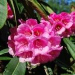 Rhododendron pudorosum Flor