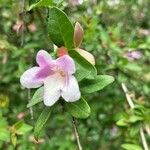 Abelia schumannii ফুল