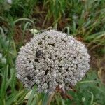 Allium porrum Floare