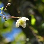 Clematis mauritiana Flor