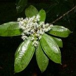 Miconia longifolia Други