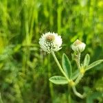 Trifolium montanum Flower
