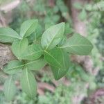 Eleutherococcus henryi Hoja