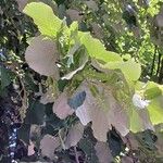 Tilia tomentosa Leaf