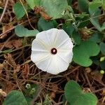 Ipomoea obscura Žiedas