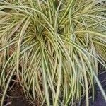 Carex ornithopoda Folha