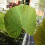 Cercis siliquastrum Листок