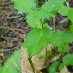 Campanula rhomboidalis Blad