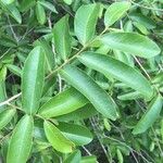 Hexalobus monopetalus पत्ता