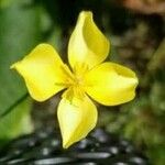 Eschscholzia lobbii Λουλούδι