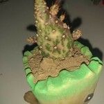 Opuntia triacanthos Ovoce