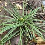 Carex flaccosperma Lehti