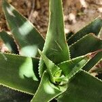 Aloe × delaetii পাতা