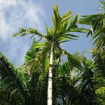 Areca catechu Habit