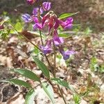 Lathyrus vernus Blomma